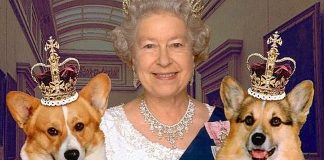 #GRANBRETAÑA Bistec y pechuga de pollo, conoce la exclusiva dieta que siguen los perros de la reina Isabel II