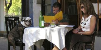 #ESPAÑA Animales de compañia podrán ingresar a los locales y al transporte público en Málaga