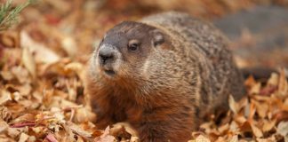 #CANADA Marmota fallece en víspera de Día de la Marmota