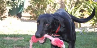 #EPAdifunde Monita, una perrita en busca de hogar