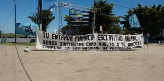 #ARGENTINA Decenas de activistas alzaron su voz pidiendo la liberación de la Orca Kshamenk