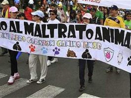 #COLOMBIA Los vacíos que deja la ley contra maltrato animal a un mes de vigencia