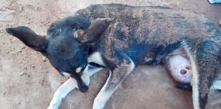 #ATACAMA Agrupación pro animal pide ayuda para rescatar a perro con un gran tumor