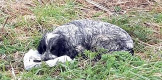 #INGLATERRA Descubren a una perra llorando a la orilla de una carretera junto a una bolsa