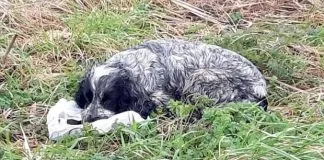 #INGLATERRA Descubren a una perra llorando a la orilla de una carretera junto a una bolsa