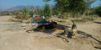 #SANTIAGO La Historia de entrega por los animales de Donde la Mery, el refugio de canes abandonados