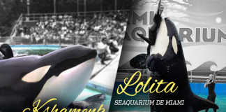 Estados Unidos y Argentina se unen para pedir la liberación de las Orcas Lolita y Kshamenk