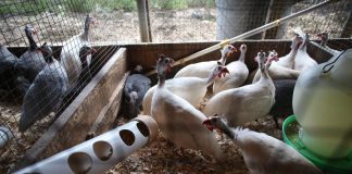 #ANTOFAGASTA Familia de colibries que paralizaron construcción ya emprendieron el vuelo