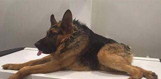 Quasimodo, el tierno perro con columna corta que tiene miles de fans en Facebook