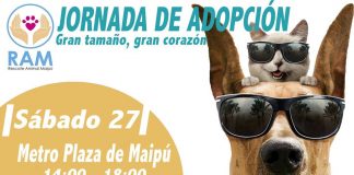 #SANTIAGO Harán jornada de adopción el próximo sábado 27 en Maipú