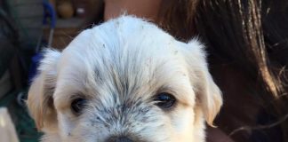 #EPAdifunde Perrita busca un hogar urgentemente