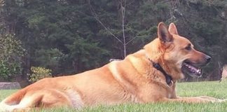 #ESTADOSUNIDOS Salma Hayek llora la muerte de su perro Mozart