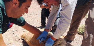 #ATACAMA Inician tratamiento de vicuñas afectadas por sarna