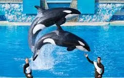 #ESTADOSUNIDOS SeaWorld admite que usó polémica estrategia para «proteger» a empleados, visitantes y animales