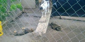 #OHIGGINS Agrupación animalista denuncia la muerte de los 86 canes del Canil de Graneros