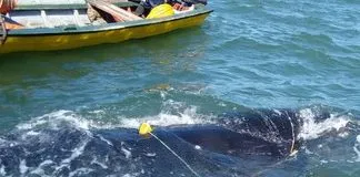#LOSLAGOS Amplio operativo para liberar a una ballena atrapada en una red