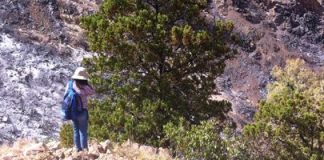 #VALPARAISO CONAF confirma que incendio afectó solo al 10 % de cipreses milenarios