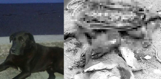 #LOSLAGOS Denuncian asesinato y quema de perro en Chiloé