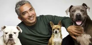#ESTADOSUNIDOS «El encantador de perros» no enfrentará cargos tras denuncias de crueldad animal