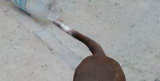 #EPAdifunde Chocolatta en busca de un hogar