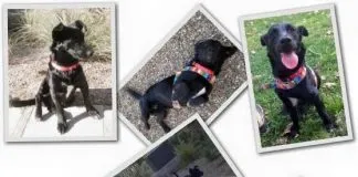 #EPAdifunde Cholito, un perrito sobreviviente en búsqueda de un hogar