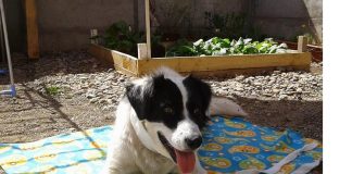 #AYSEN Colo Colo, el can baleado por Carabineros, busca un hogar temporal para continuar con su recuperación