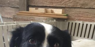 #AYSEN Colo Colo, el can baleado por Carabineros en Coyhaique, fue adoptado por familia santiaguina