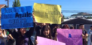 #LOSLAGOS Realizan segunda Feria Pro animal en la localidad de Dalcahue