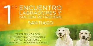 #SANTIAGO Realizarán primer encuentro de los amantes de los golden retrievers