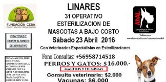 #MAULE Harán nuevo operativo de esterilización a bajo costo en Linares