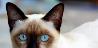 #INGLATERRA Gata sobrevivió 8 días en un paquete que su dueña envió por correo