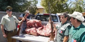 #VALPARAISO Sag Los Andes sorprende a cazadores con impactante abigeato de guanacos