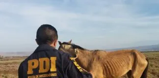 #ARICA Encuentran a dos caballos en extremo estado de desnutrición