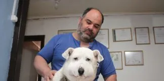 #LOSLAGOS Molestia existe en agrupación animalista por condena dictada en causa de maltrato animal