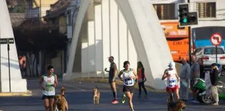 #SANTIAGO Maratón de Santiago tendrá un plan de protección canina por segunda vez