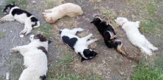 #MAGALLANES Matanza de una decena de mascotas en Porvenir