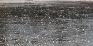 #VALPARAISO Denuncian que cuatro mil peces carpa están agonizando en el Tranque San Juan de San Antonio