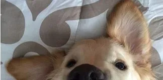 #CANADA Wesley, el adorable perro que ha conquistado a Facebook con sus «brackets»