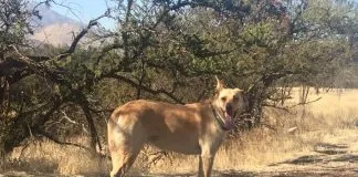 #LOSRIOS Municipalidad de Paillaco se adjudicó recursos para implementar microchips a 800 animales de la comuna