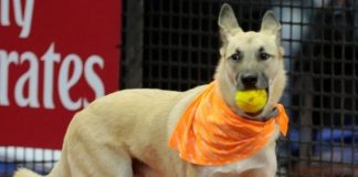 #BRASIL Perros callejeros trabajaron de recoge pelotas en torneo de tenis