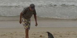#MAGALLANES Pingüino viaja kilómetros cada año para visitar al hombre que salvó su vida