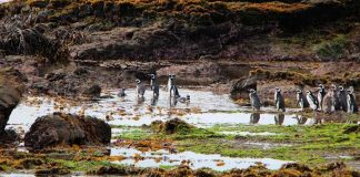 Detectan por primera vez virus de la gripe aviar en pingüinos de la Antártica