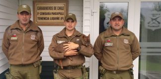 #LOSRIOS Carabineros rescataron un Pudú que arrancaba de una jauría de perros