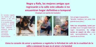 #ATACAMA La desesperada búsqueda de hogar para Negra y Rafa, dos perras rescatadas de la calle