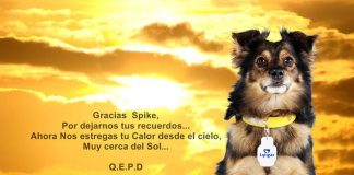 Falleció Spike, el popular perro de Lipigas
