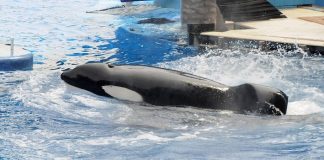 #ESTADOSUNIDOS Informan enfermedad de Tilikum, la Orca que inspiró Blackfish