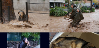 #SANTIAGO Can rescatado por Carabineros esta mañana en Providencia fue adoptado