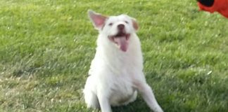 #SANTIAGO Polaco, el perro que fue quemado fuera de un restaurante, aún espera ser adoptado