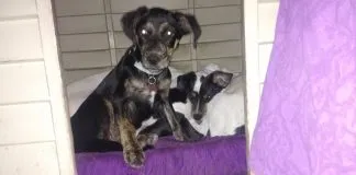 #EPAdifunde Perra mestiza busca un hogar en Santiago