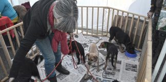 #SANTIAGO Harán nueva jornada pro animal en Midmall Outlet Maipú este fin de semana